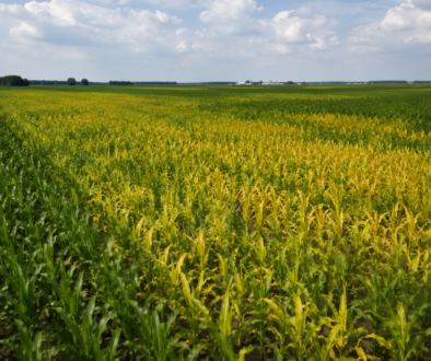 yellowing corn with nitrogen loss